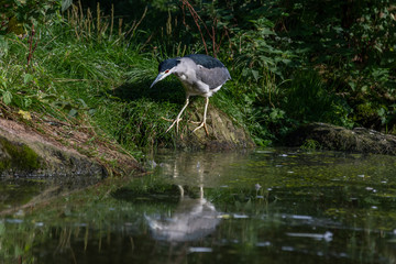 Black Crowned Night Heron Searching for Food