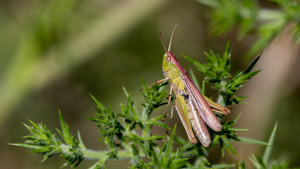 Meadow Grasshopper Resting on foliage