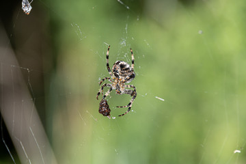 Underneath a Cross Orb Weaver or European Garden Spider on it's Web with Food