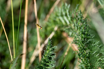 Tiny Hoverfly (Syrphidae) in Flight