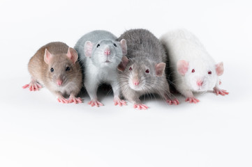 Company of colorful rats sitting next to a white background
