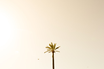 Fototapeta na wymiar lone palm tree