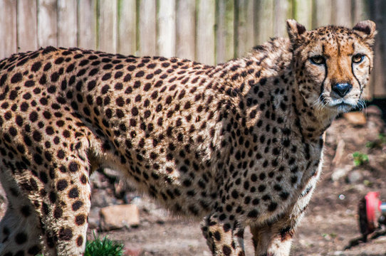 cheetah