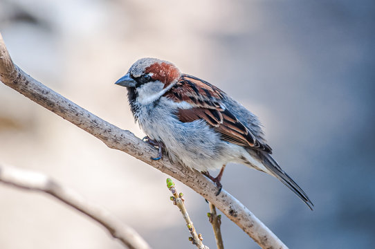 bird on branch