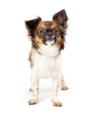 Cute small Papillon dog standing looking up