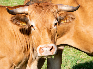 cabeza de vaca gallega con cuernos