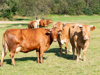 grupo de vacas pastando en la dehesa
