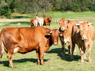 grupo de vacas dispuestas a atacar