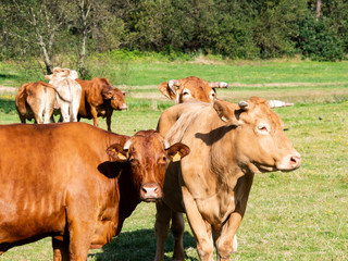 trio de vacas marrones con cuernos