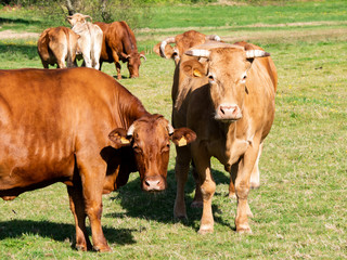  brown Galician beef cows looking on green pasture