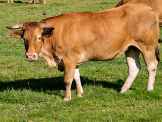 vaca con cuernos mansa