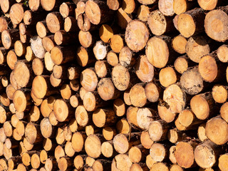 troncos apilados de árboles talados