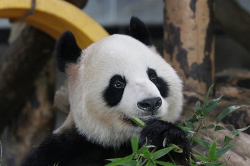 Fototapeta premium Beautiful Female Panda name Gong Zhu which means Princess, Shanghai, Chinaai