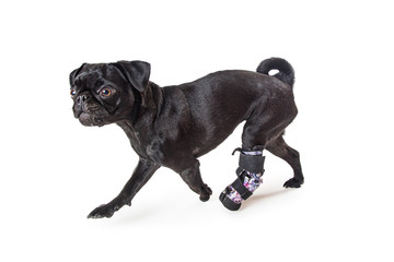 Dog With Injured Leg Running