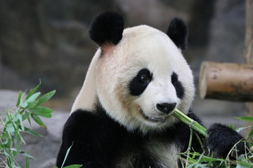 Beautiful Fluffy Panda in Shanghai while Eating Bamboo, China