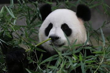 Fototapeta premium Beautiful Fluffy Panda in Shanghai while Eating Bamboo, China