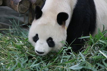 Naklejka premium Beautiful Female Panda, Gong Zhu, Shanghai, China