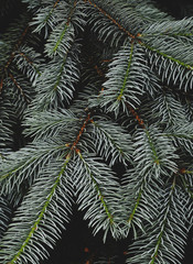 Blue pine cone texture. Winter background.