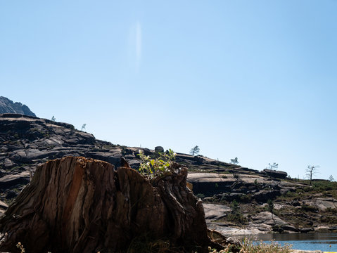 tronco de &aacute;rbol talado y monta&ntilde;a sin vegetaci&oacute;n