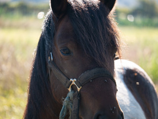 caballo salvaje en libertad