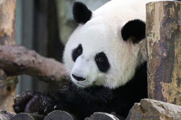 Obraz premium Close up Sweet Face of Giant Panda, Shanghai, China