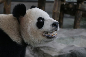 Fototapeta premium Funny Pose of Female Panda in Shanghai, China