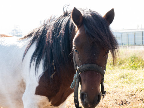 cabeza de caballo marr&oacute;n y blanco