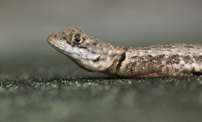 closeup of a lizard