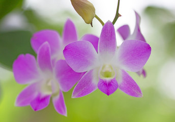 Fototapeta na wymiar Orchids blurred background green nature