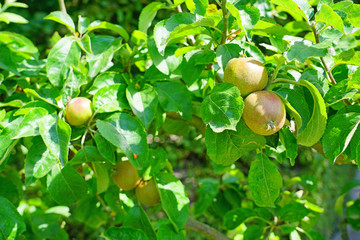 Fresh green apples growing on trees at an apple orchard