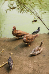Wild life image with brown ducks and pigeons on shore of green pond in selective focus.