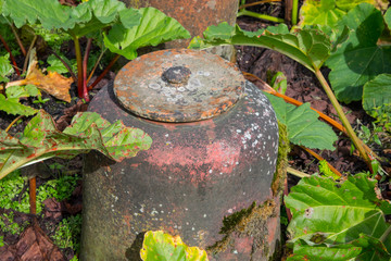 A teracotta forcing jar with rhubarb