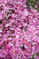 Fototapeta premium Rose petals for sale
