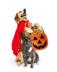 Large Dog and Cat Trick-or-Treating