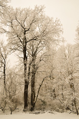 Fototapeta na wymiar Snow Tree