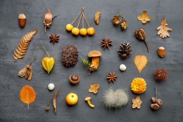 Autumn creative composition. Top view of wild berries,dry leaves and flowers, physalis, prickly chestnut, hazel nuts, acorn, cones, mushrooms, anise, fern on grunge navy blue background. Flat lay. 