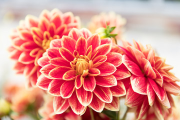 Close up of fresh red Dahlia blooming in garden, soft focus.  Seasonal autumn flowers. 