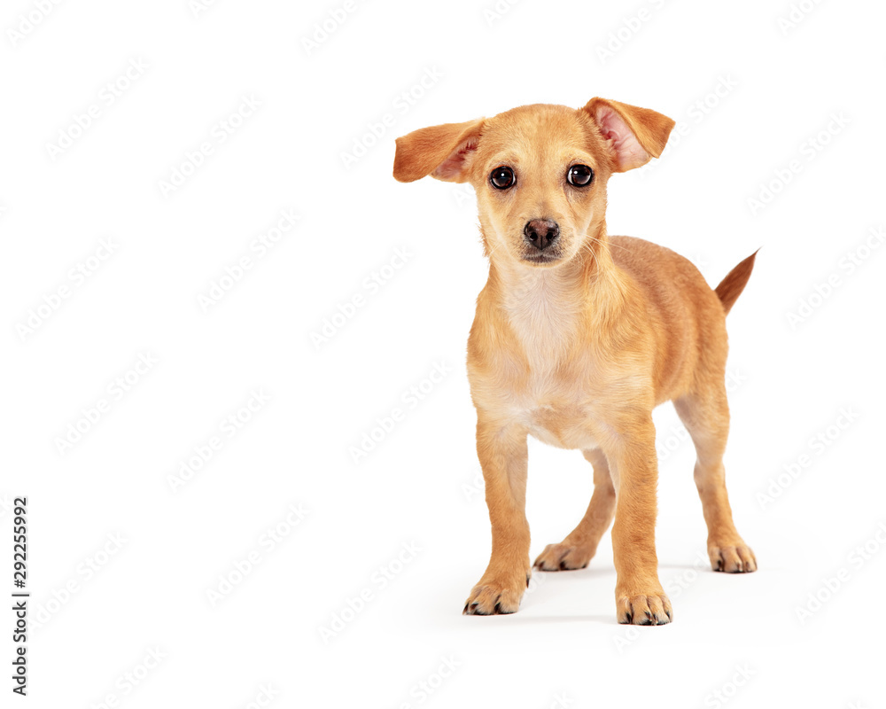 Wall mural small breed brown puppy dog standing on white