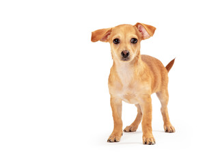 Small Breed Brown Puppy Dog Standing on White