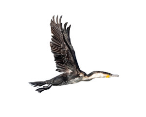 White-Breasted Cormorant In Flight Isolated