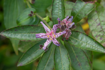 A delicate Toad Lily flower in autumn