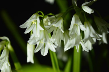 campanitas de primavera