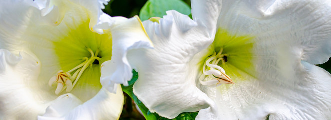 Easter Lily Vine