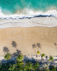 Beautiful idyllic tropical scene with white sand beach, palm and coconut tree with a blue ocean and surfers waiting for waves.