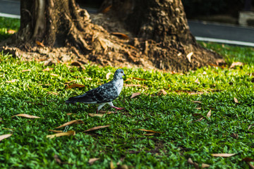 pigeon in the park