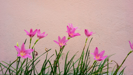 Blooming purple flowers Pink background