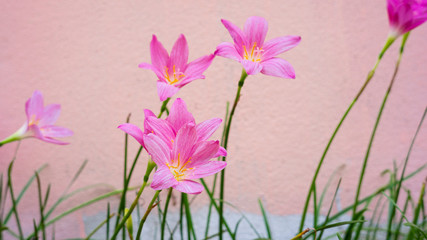 Blooming purple flowers Pink background