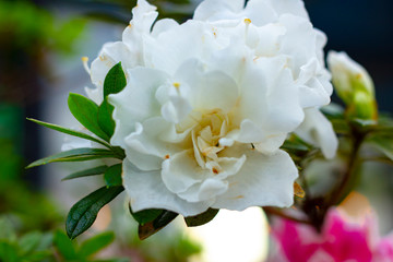 White azalea