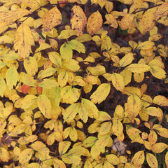 Autumn yellow and orange leaves background