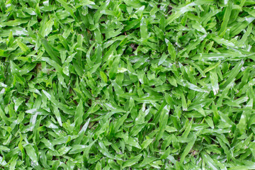 Close up of Top view of lawn  texture background